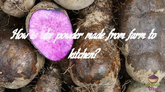 How is ube powder made from farm to kitchen?