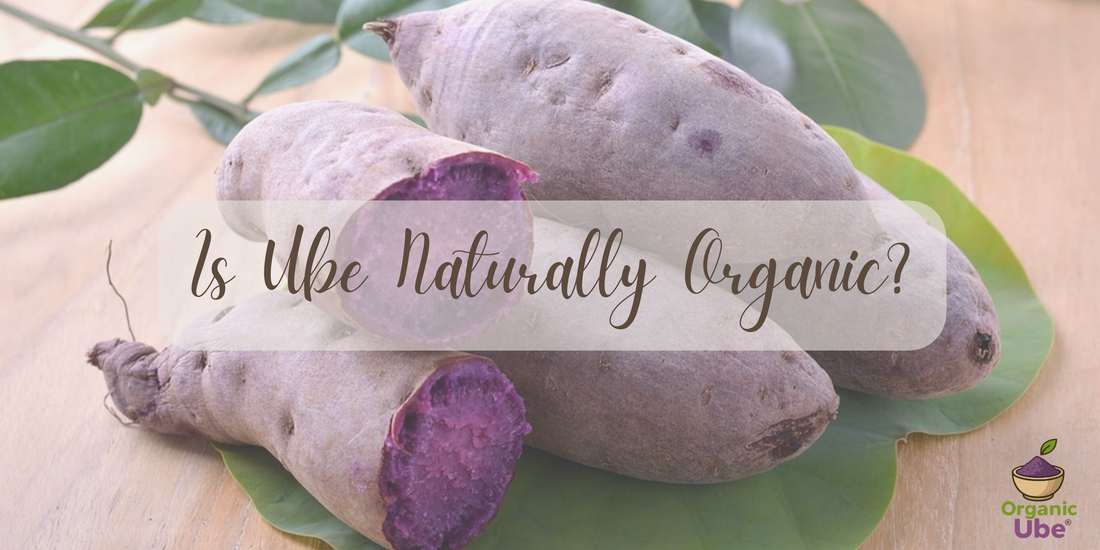 Is Ube Naturally Organic?